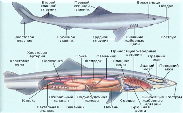 Акула &mdash; описание, виды и особенности строения рыбы
