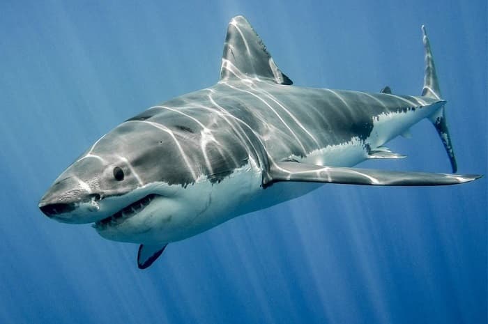 Акула &mdash; описание, виды и особенности строения рыбы