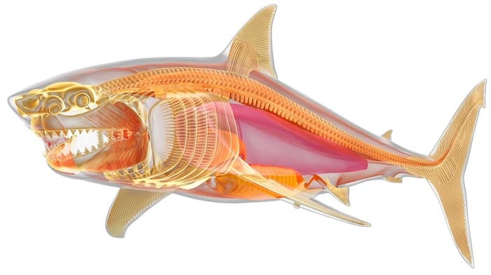 Акула &mdash; описание, виды и особенности строения рыбы