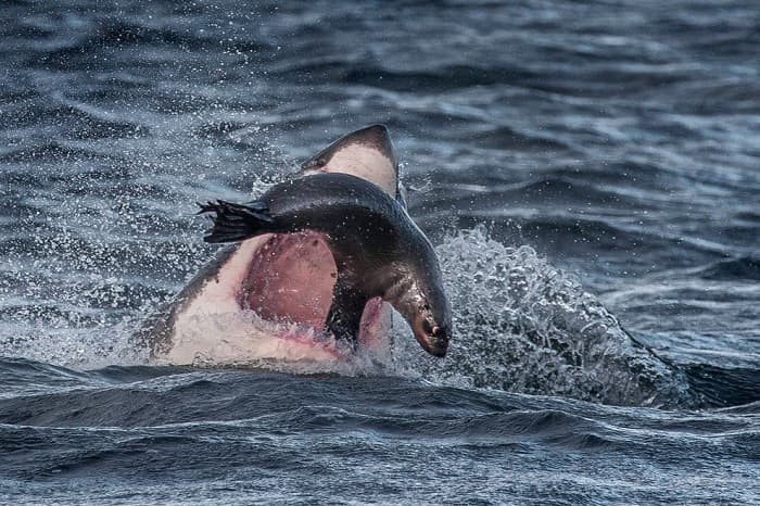 Акула &mdash; описание, виды и особенности строения рыбы