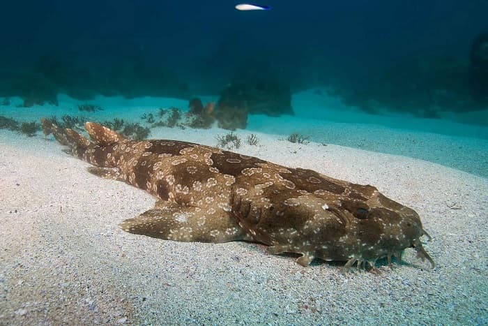 Акула &mdash; описание, виды и особенности строения рыбы