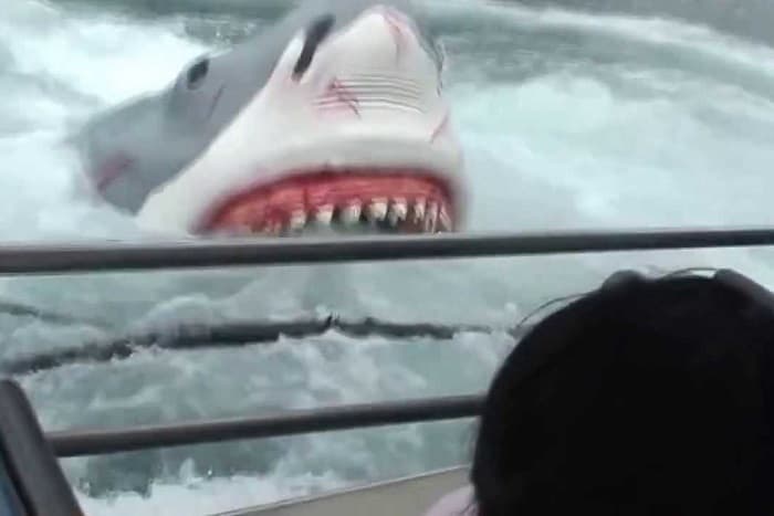 Акула &mdash; описание, виды и особенности строения рыбы