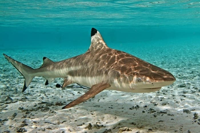 Акула &mdash; описание, виды и особенности строения рыбы