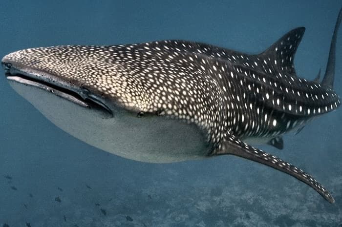 Акула &mdash; описание, виды и особенности строения рыбы