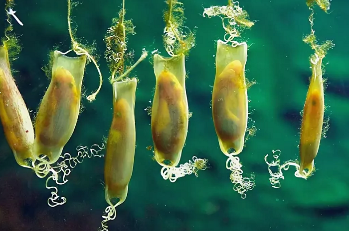 Акула &mdash; описание, виды и особенности строения рыбы