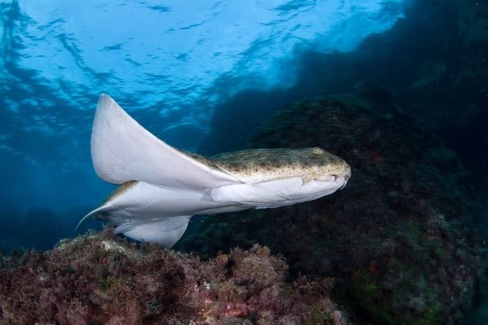 Акула &mdash; описание, виды и особенности строения рыбы