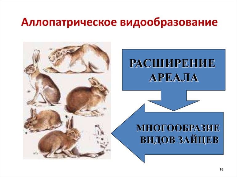 Аллопатрическое видообразование — причины, этапы и примеры