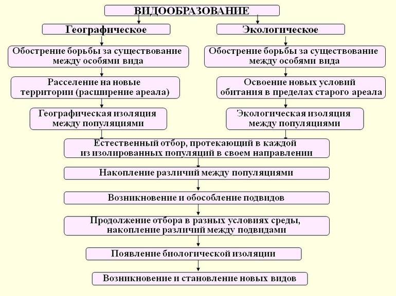 Аллопатрическое видообразование — причины, этапы и примеры