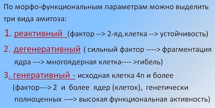 Амитоз &mdash; виды, схема процесса и биологическое значение