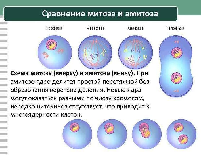 Амитоз &mdash; виды, схема процесса и биологическое значение