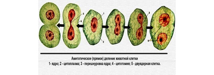 Амитоз &mdash; виды, схема процесса и биологическое значение