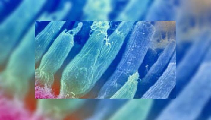 Анализаторы человека – таблица по органам чувств