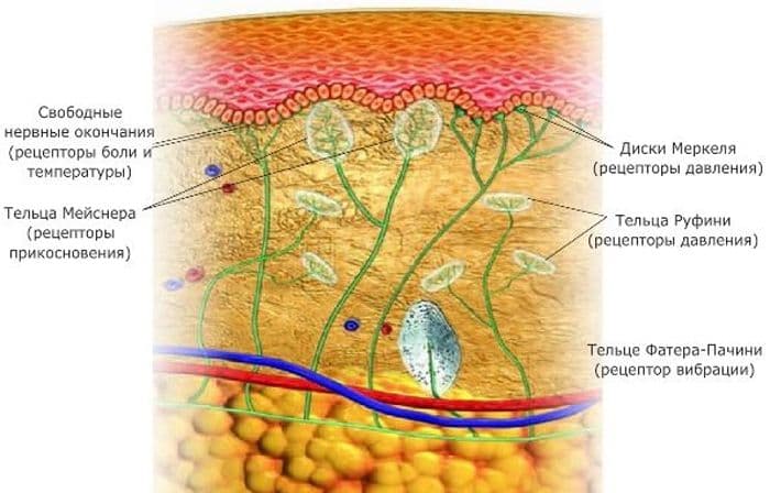 Анализаторы человека в таблице, центральные отделы органов чувств