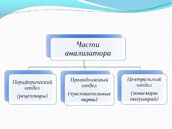 Анализаторы &ndash; из каких частей состоят и основные функции кратко (8 класс, биология)