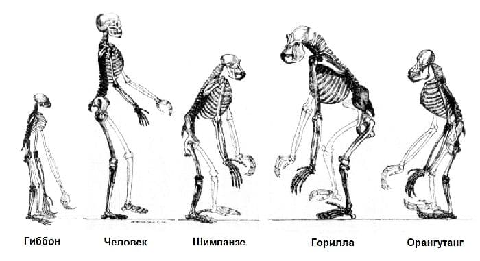 Антропогенез – движущие силы и научные теории в таблице (9 класс, биология)