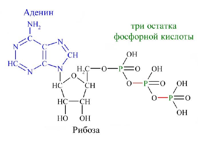 АТФ в биологии – определение и расшифровка (10 класс)