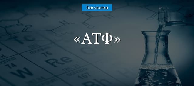 АТФ в биологии – определение и расшифровка (10 класс)