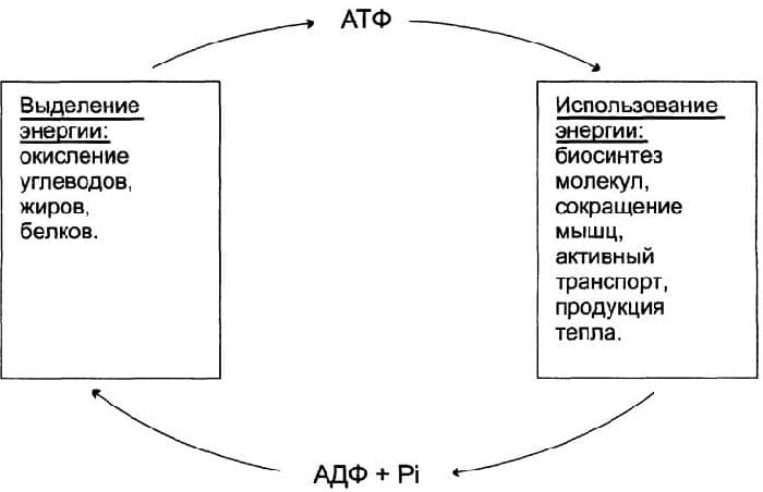 АТФ в биологии – определение и расшифровка (10 класс)