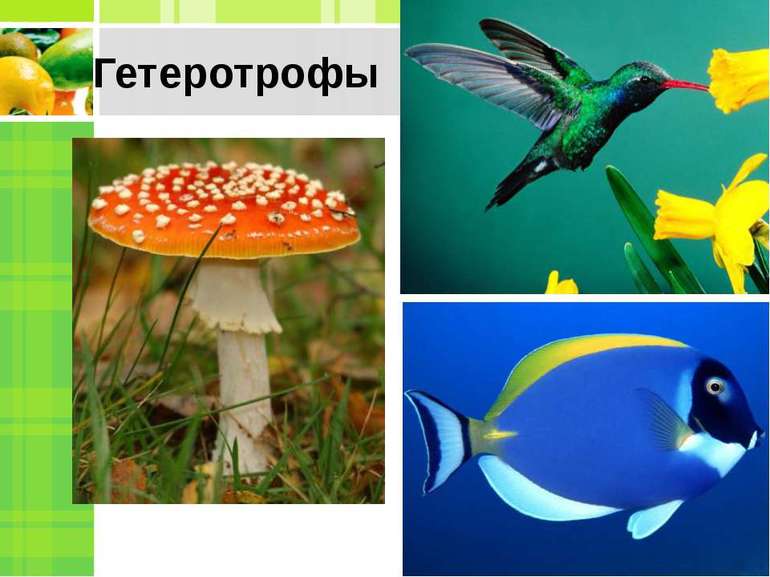 Автотрофы и гетеротрофы &mdash; классификация, условия и источники питания