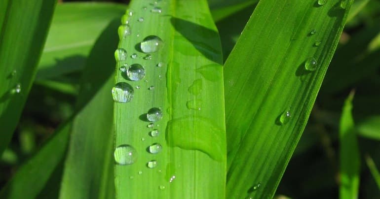 Автотрофы и гетеротрофы &mdash; классификация, условия и источники питания