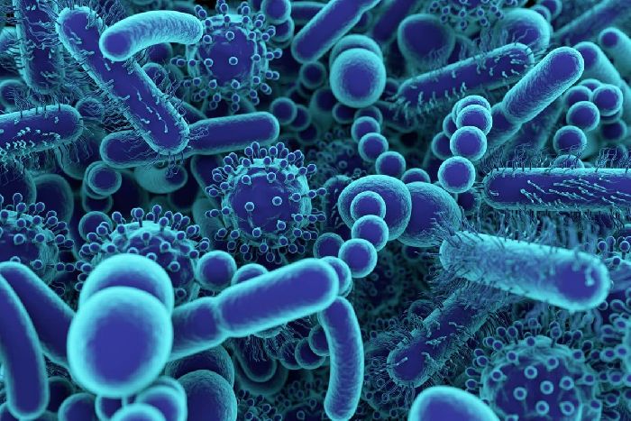 Бактерии &ndash; какие бывают виды в природе, список и примеры для сообщения или доклада кратко (5 класс, биология)