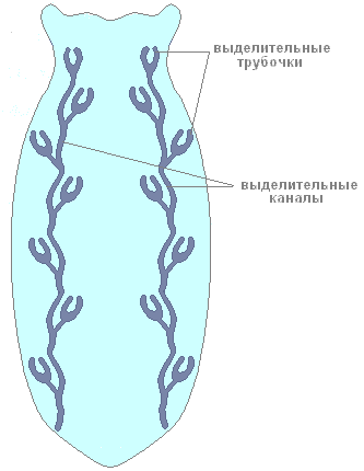 Белая планария &mdash; внешнее и внутреннее строение, образ жизни и место обитания