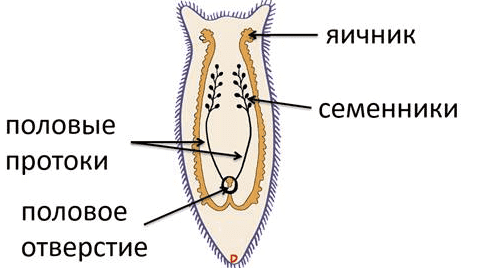 Белая планария &mdash; внешнее и внутреннее строение, образ жизни и место обитания