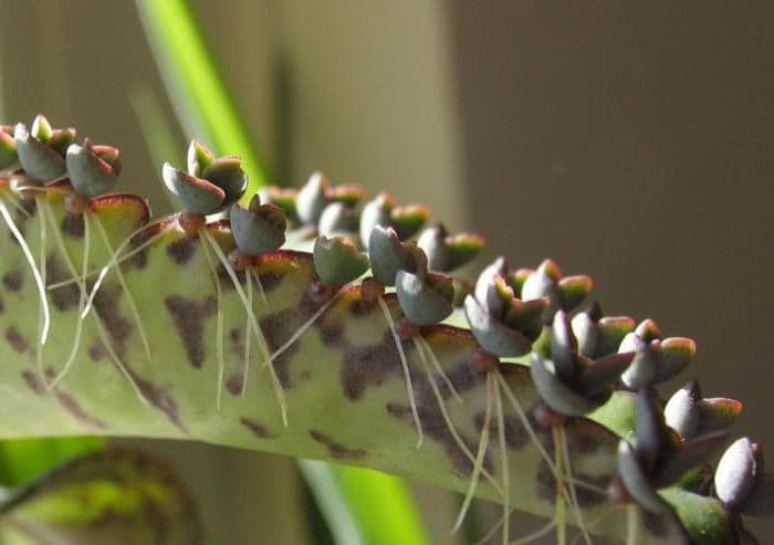 Бесполое размножение у растений с примерами