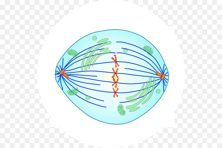 Бесполое размножение &mdash; виды, формы и биологическое значение процесса