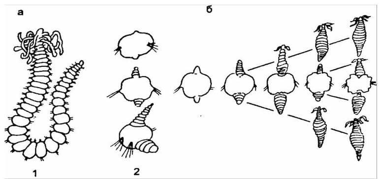 Бесполое размножение &mdash; виды, формы и биологическое значение процесса