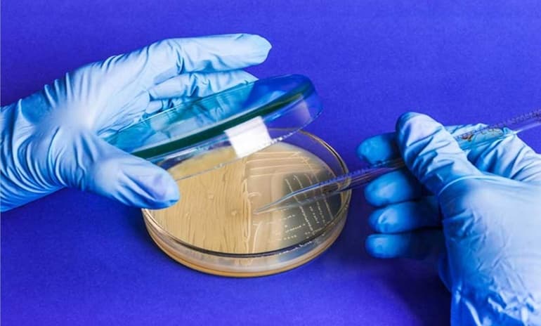 Бесполое размножение &mdash; виды, формы и биологическое значение процесса