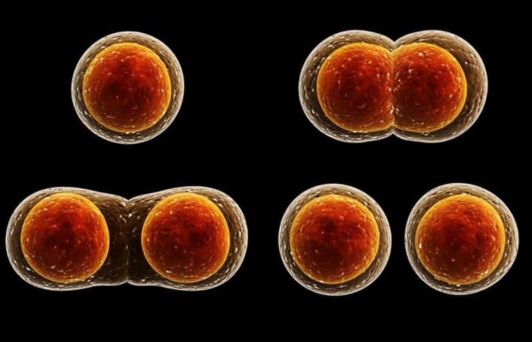 Бесполое размножение &mdash; виды, формы и биологическое значение процесса