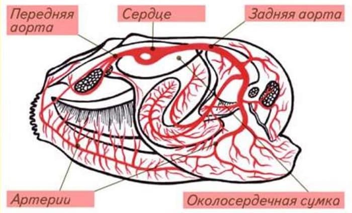 Беззубка обыкновенная &mdash; описание, характеристика и жизненный цикл моллюска