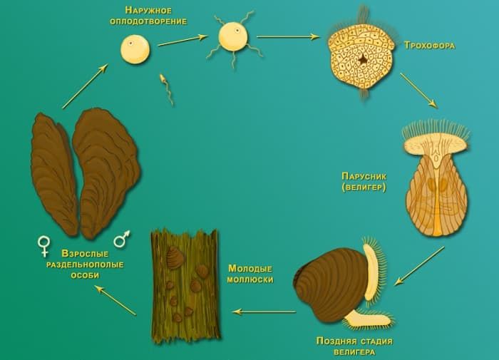 Беззубка обыкновенная &mdash; описание, характеристика и жизненный цикл моллюска