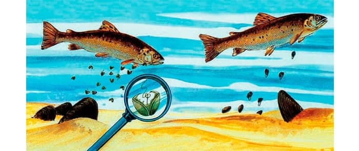 Беззубка обыкновенная &mdash; описание, характеристика и жизненный цикл моллюска