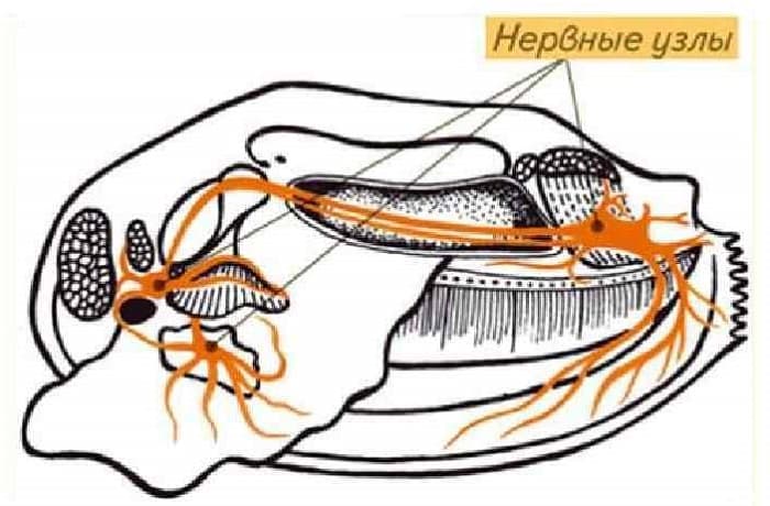Беззубка обыкновенная &mdash; описание, характеристика и жизненный цикл моллюска