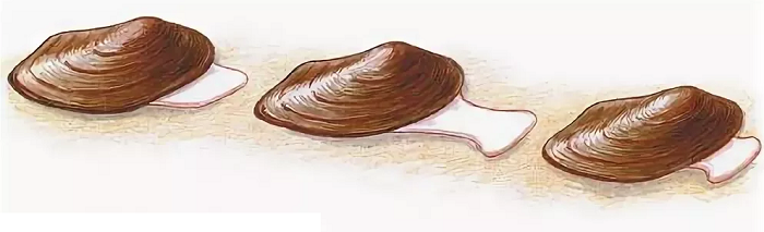 Беззубка обыкновенная &mdash; описание, характеристика и жизненный цикл моллюска