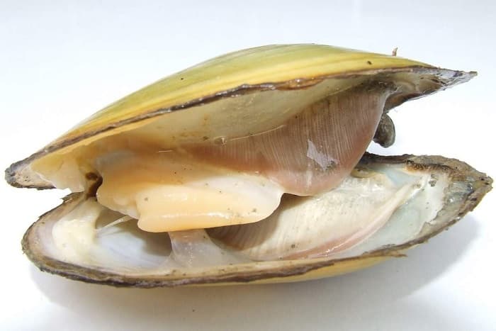 Беззубка обыкновенная &mdash; описание, характеристика и жизненный цикл моллюска