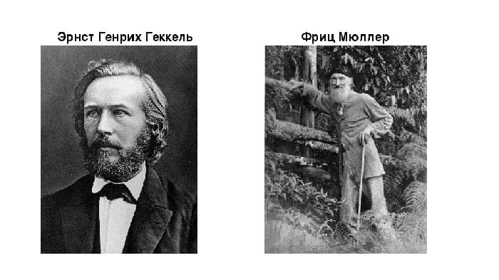 Биогенетический закон Геккеля-Мюллера для индивидуального развития организма (биология, 9 класс)