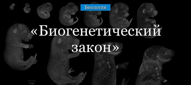 Биогенетический закон Геккеля-Мюллера для индивидуального развития организма (биология, 9 класс)
