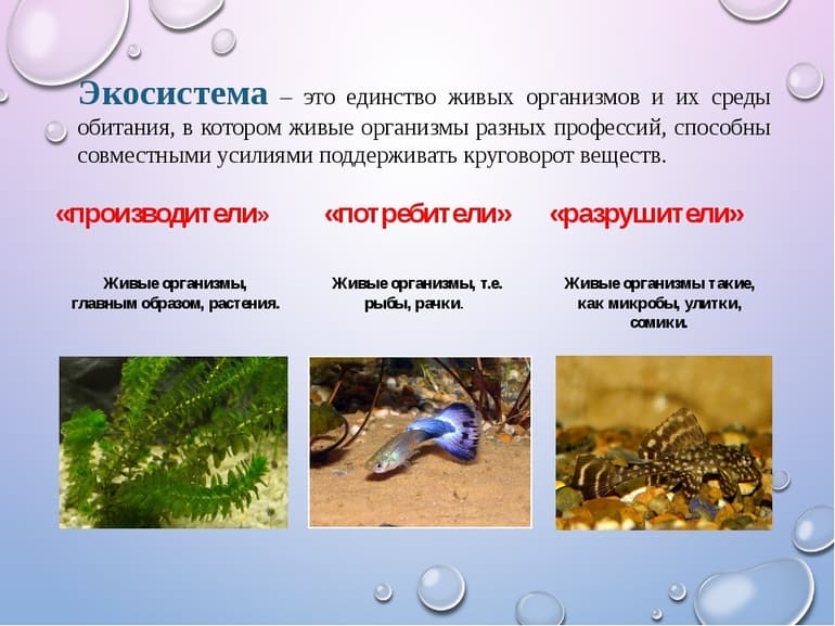 Биогеоценоз &mdash; определение, структура и свойства