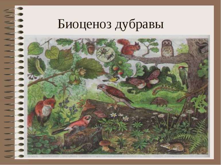 Биогеоценоз &mdash; определение, структура и свойства