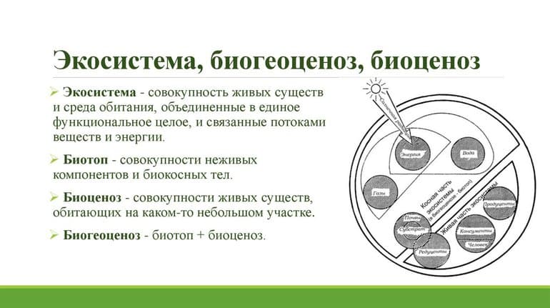 Биогеоценоз &mdash; определение, структура и свойства