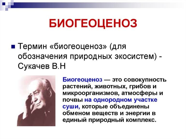 Биогеоценоз &mdash; определение, структура и свойства