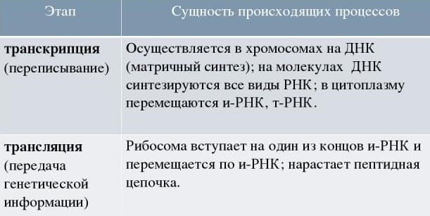 Биосинтез белка — понятие, последовательность процессов и основные этапы
