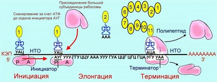 Биосинтез белка — понятие, последовательность процессов и основные этапы
