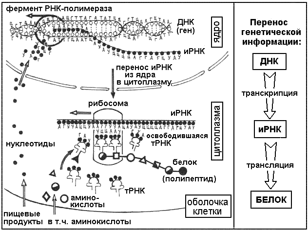 Биосинтез белка — понятие, последовательность процессов и основные этапы