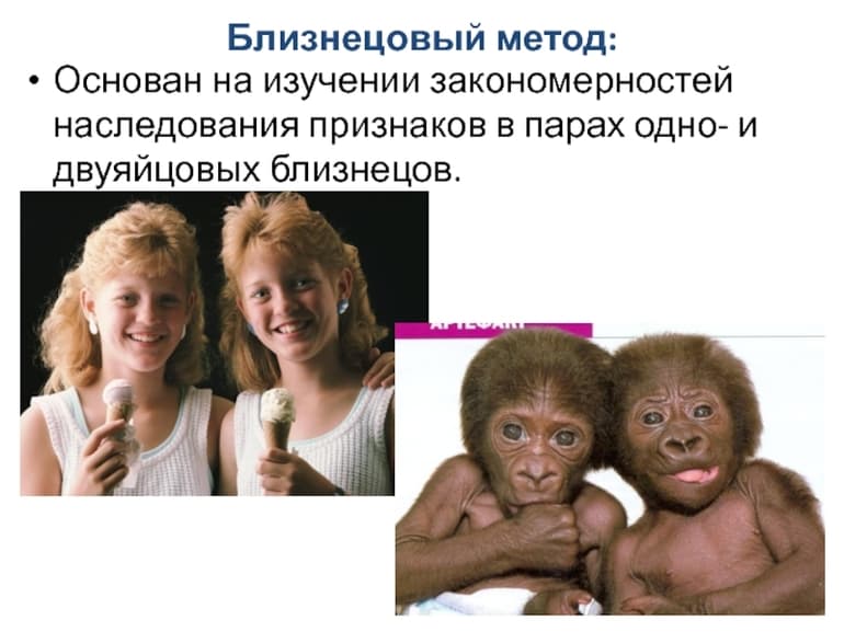 Близнецовый метод исследования — характеристика, значение и применение