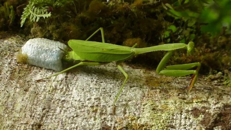 Богомол &mdash; описание насекомого, виды и среда обитания