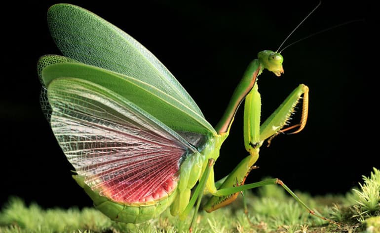 Богомол &mdash; описание насекомого, виды и среда обитания